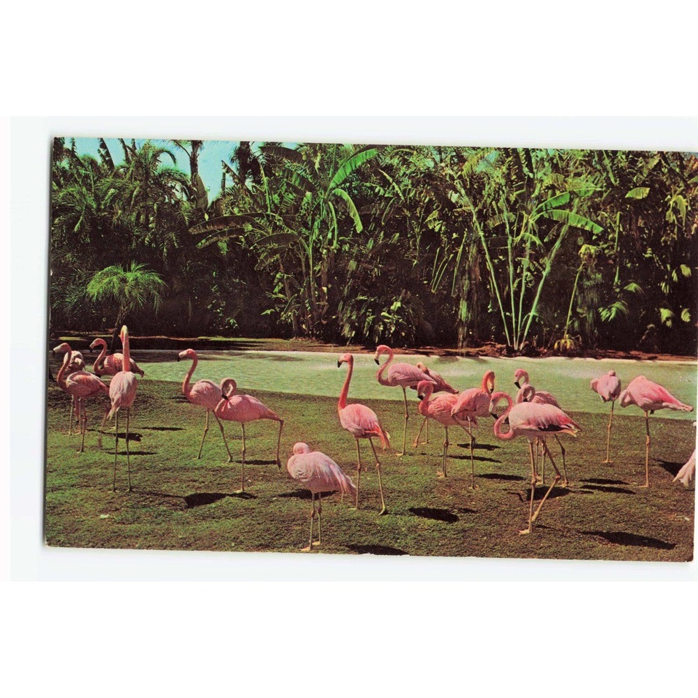 Vintage Colorful Flamingos Postcard Dexter Press DR-97277-B Chrome Era